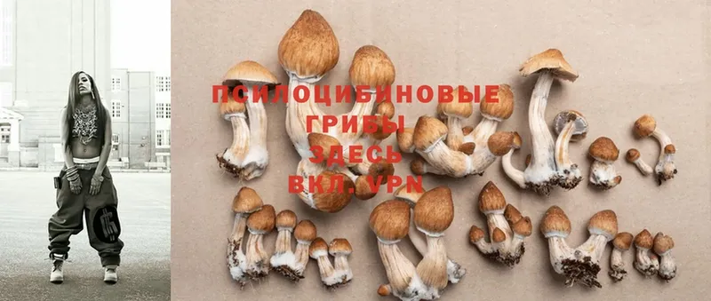 закладка  Гороховец  Псилоцибиновые грибы Cubensis 